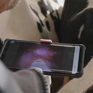 Photo d'un téléphone utilisant l'application Eye Breed pour inséminer