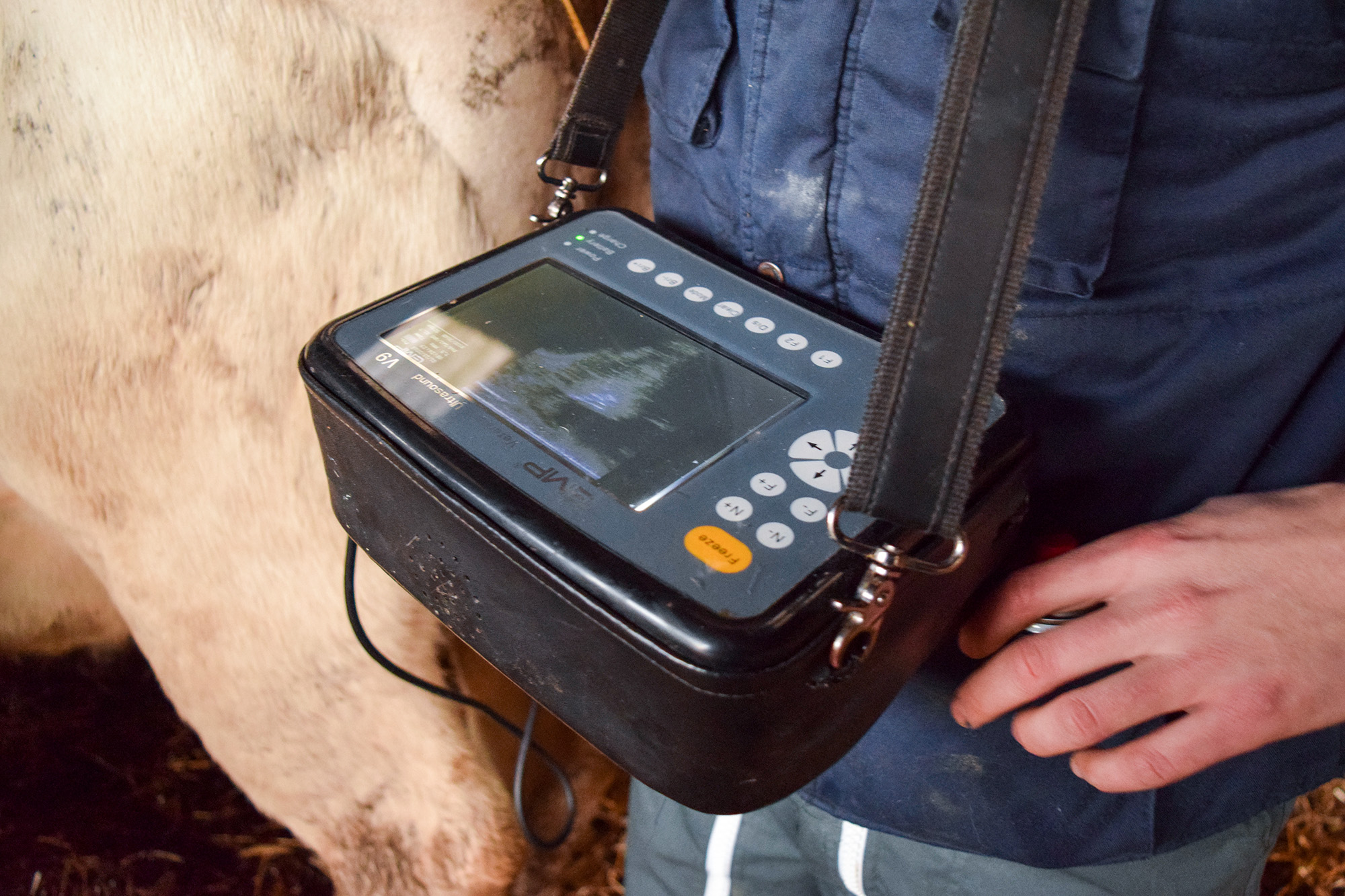 Inseminateur echographiant une vache