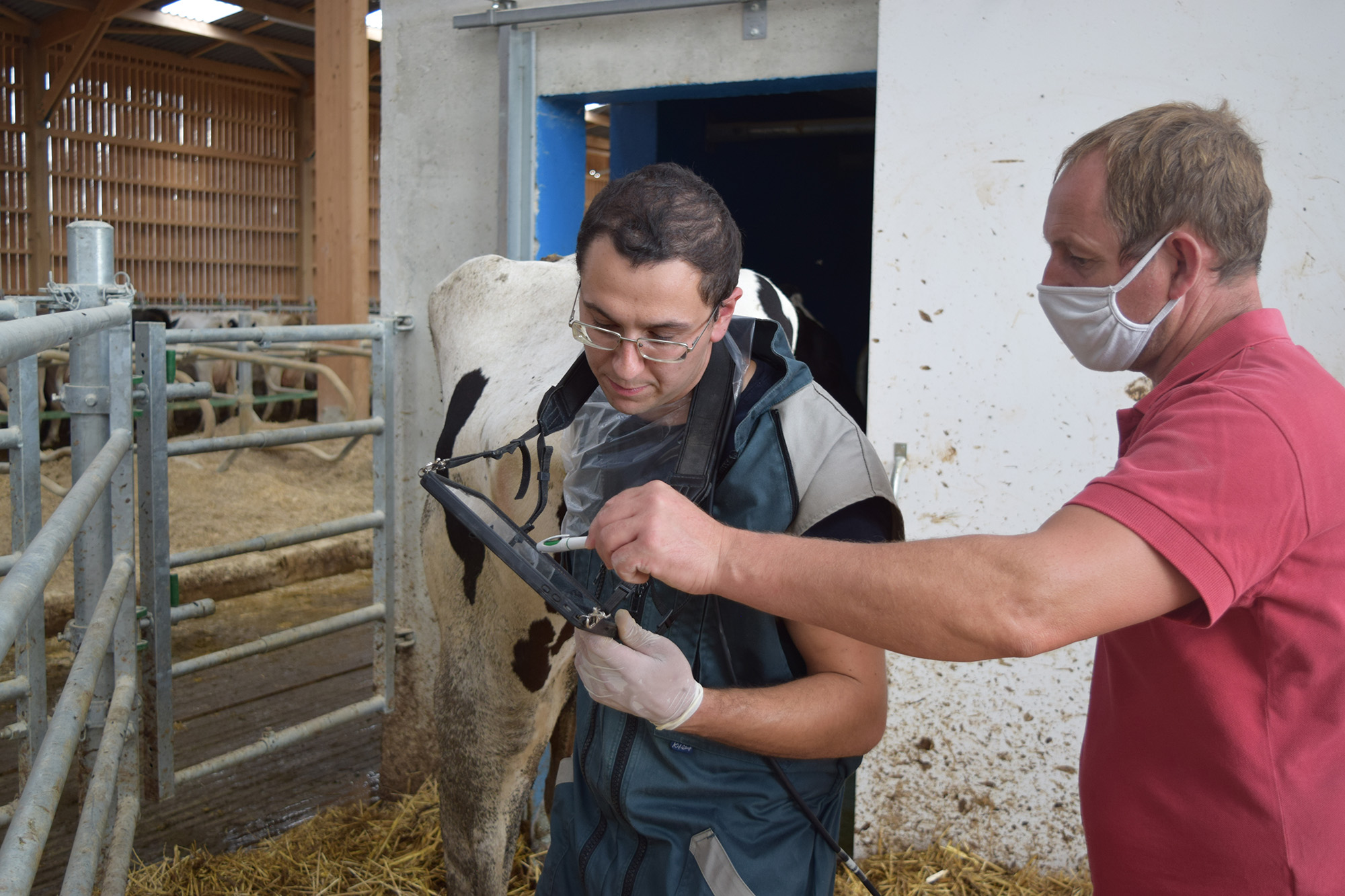 Fabien Leblanc inseminateur tenant un échographe devant une vache avec l'éleveur à côté