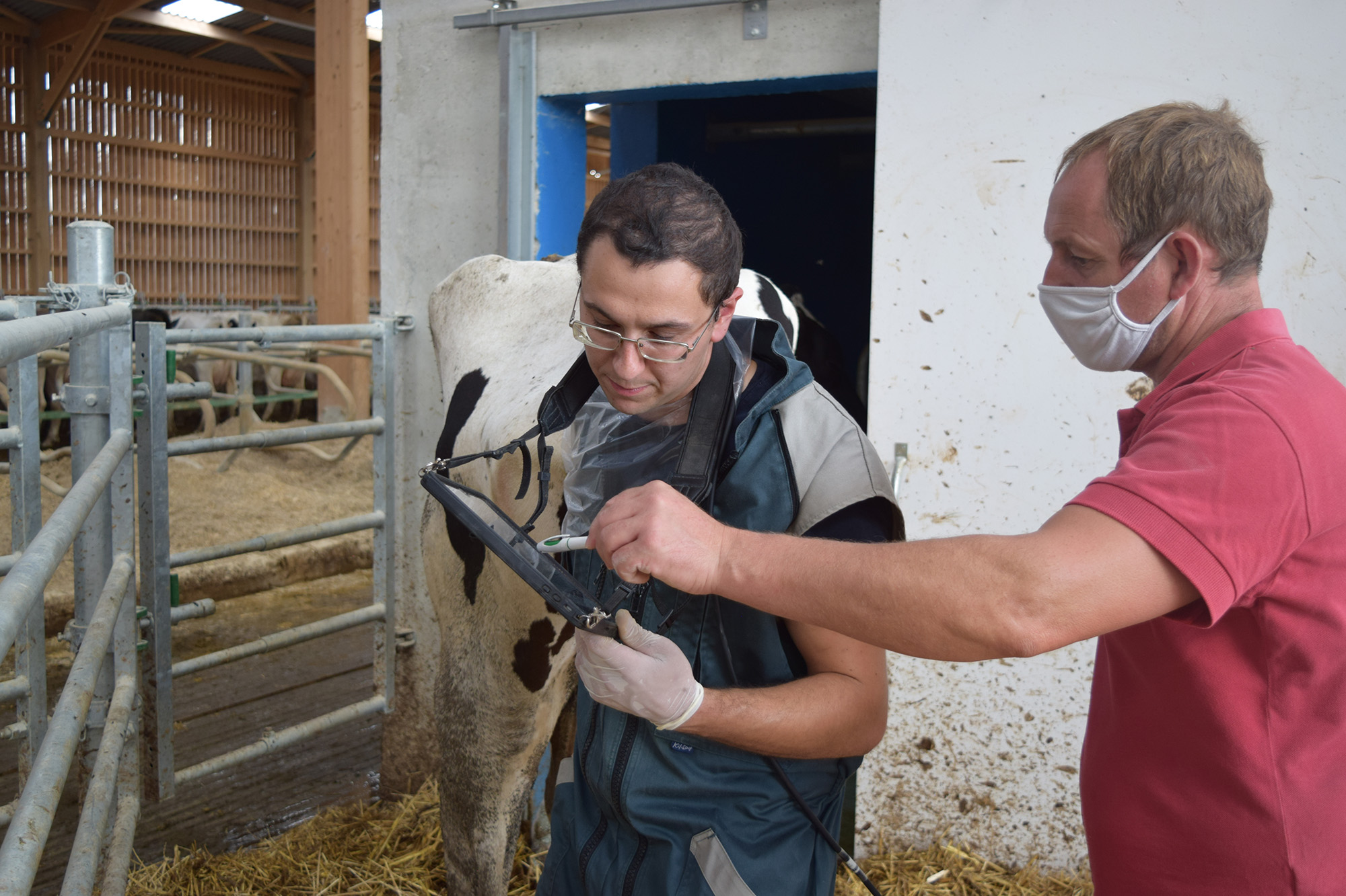 Échographie d'une vache en élevage avec le Liberty Scan : Photo d'un inséminateur utilisant un échographe