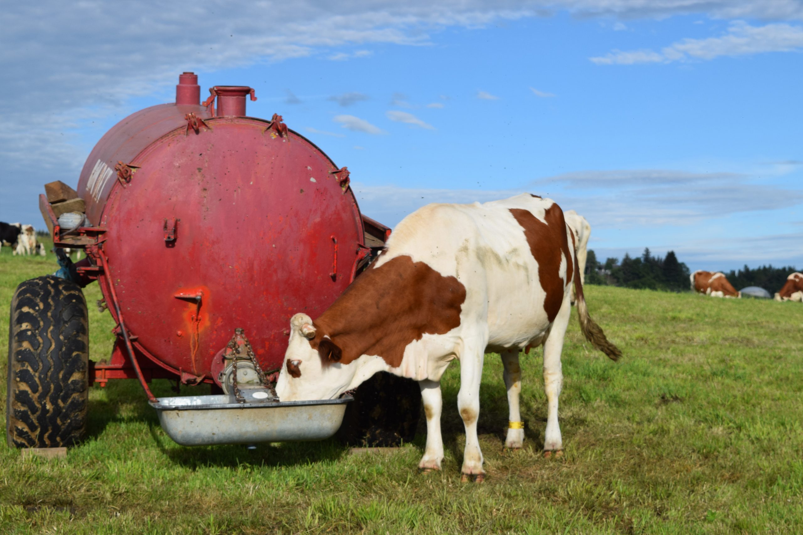 vaches dans un pré s'abreuvant sous un ciel bleu