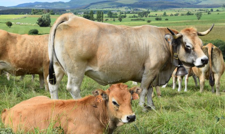 troupeau bovin dans le pre vache et son veau