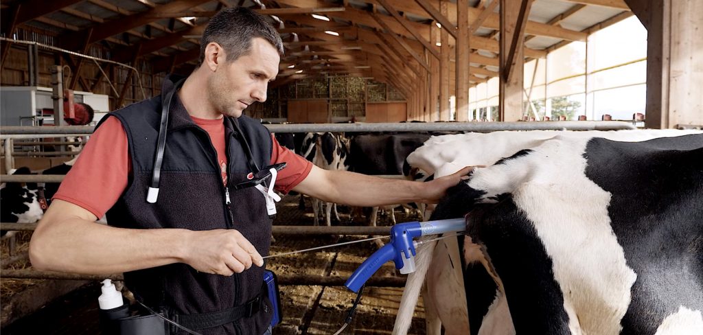 Photo éleveur IPE insemine vache holstein avec eye breed facilement sans palpation rectale